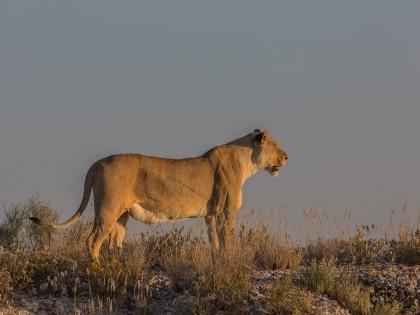 Lion -26 – Etosha – Wildlife Wide