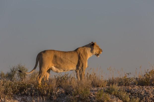 Lion -26 – Etosha – Wildlife Wide