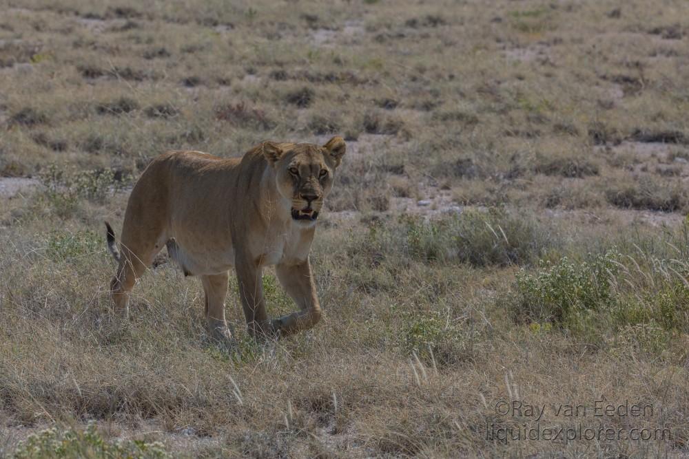 Lion -3 – Etosha – Wildlife Wide