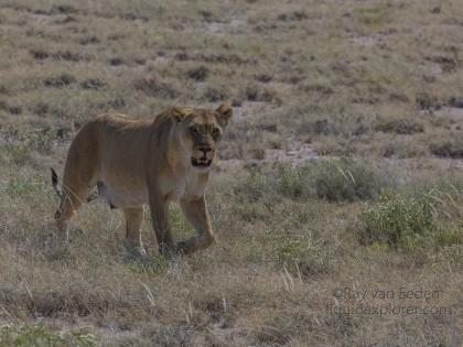 Lion -3 – Etosha – Wildlife Wide