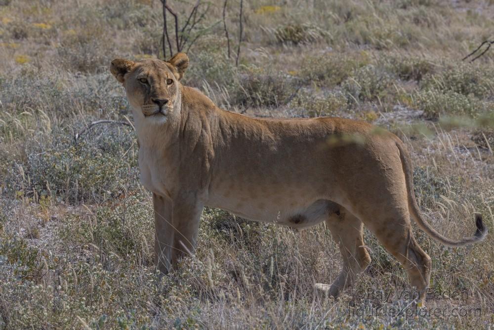 Lion -4 – Etosha – Wildlife Wide