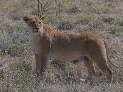 Lion -4 – Etosha – Wildlife Wide