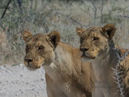 Lion -5 – Etosha – Wildlife Wide