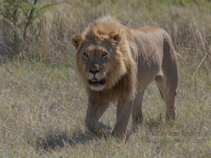 Lion -6 – Etosha – Wildlife Wide