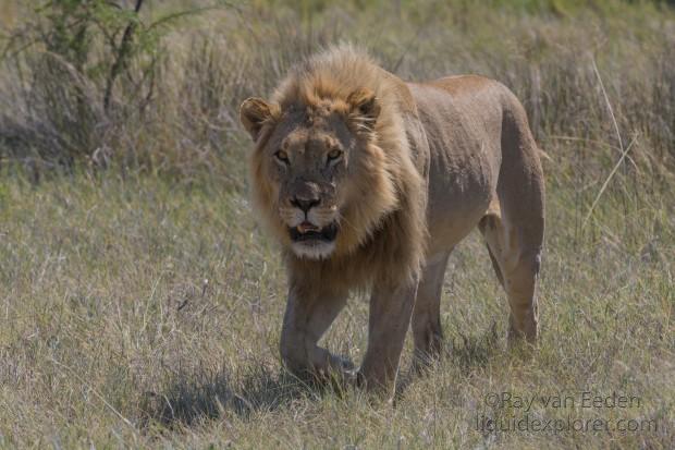 Lion -6 – Etosha – Wildlife Wide