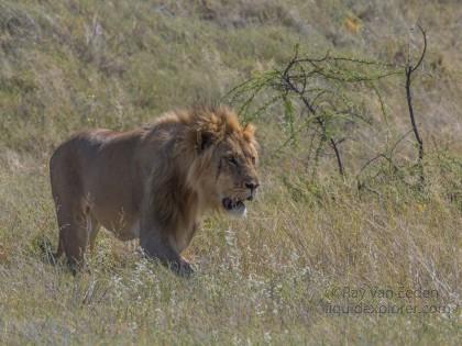 Lion -7 – Etosha – Wildlife Wide