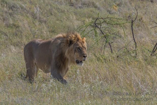 Lion -7 – Etosha – Wildlife Wide