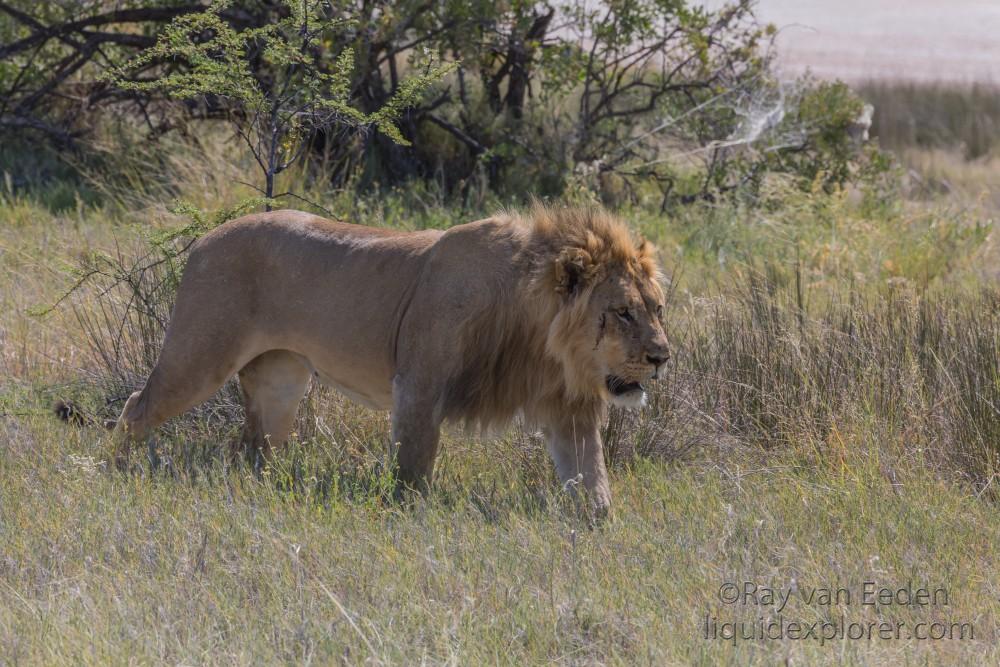 Lion -8 – Etosha – Wildlife Wide