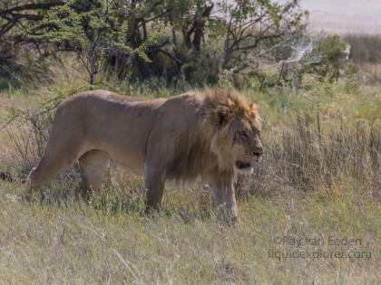 Lion -8 – Etosha – Wildlife Wide