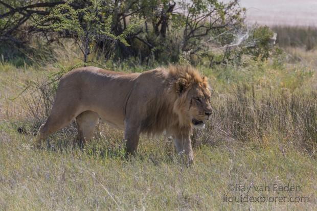Lion -8 – Etosha – Wildlife Wide