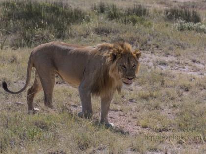 Lion -9 – Etosha – Wildlife Wide