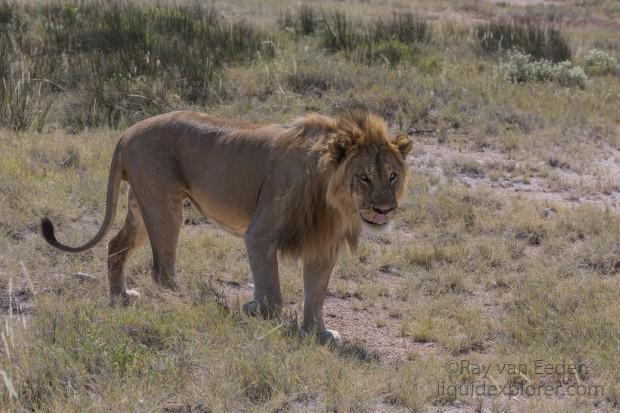Lion -9 – Etosha – Wildlife Wide