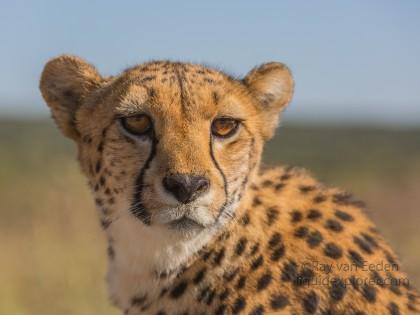 Cheetah1015-Naankuse-Wildlife wide angle