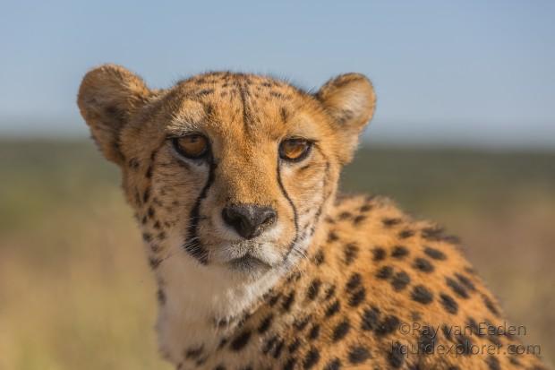 Cheetah1015-Naankuse-Wildlife wide angle