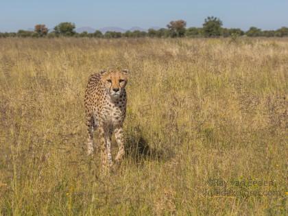 Cheetah1110-Naankuse-Wildlife wide angle