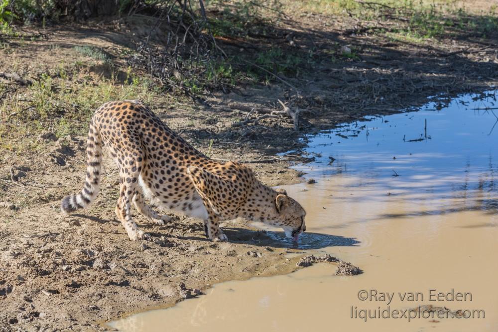 Cheetah1155-Naankuse-Wildlife wide angle