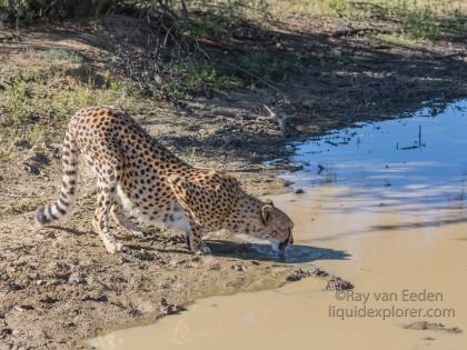 Cheetah1155-Naankuse-Wildlife wide angle