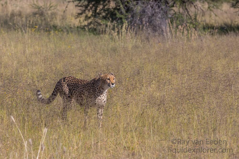 Cheetah1178-Naankuse-Wildlife wide angle