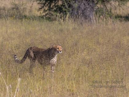 Cheetah1178-Naankuse-Wildlife wide angle