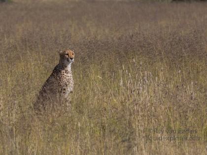 Cheetah1195-Naankuse-Wildlife wide angle