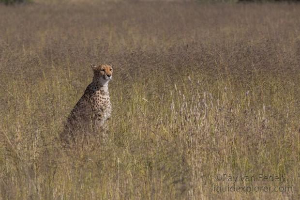 Cheetah1195-Naankuse-Wildlife wide angle