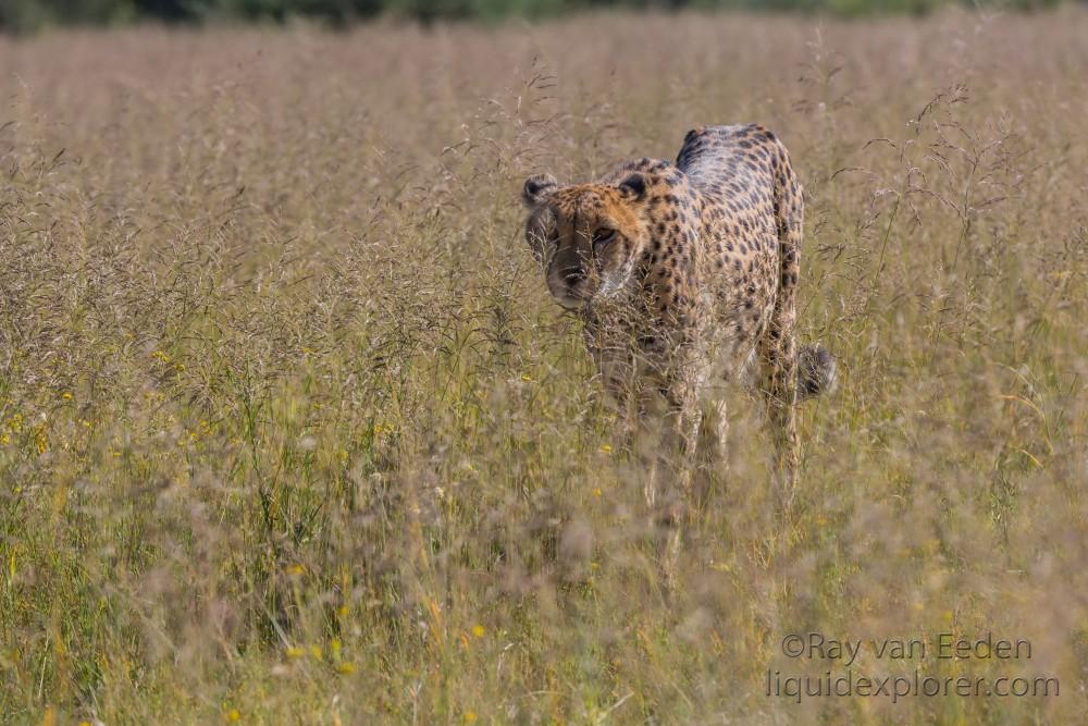 Cheetah1199-Naankuse-Wildlife wide angle