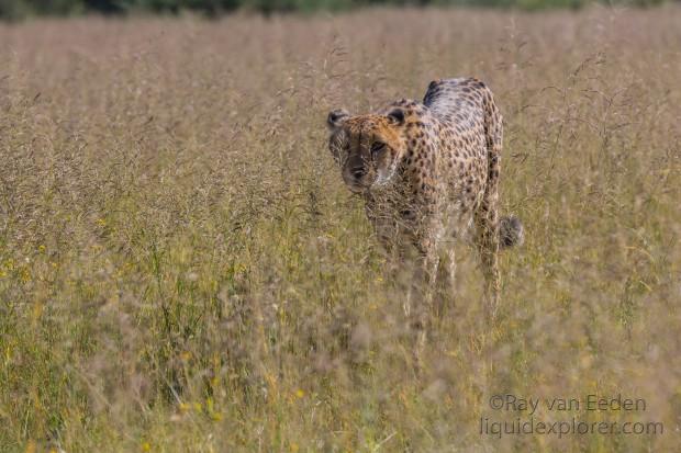 Cheetah1199-Naankuse-Wildlife wide angle