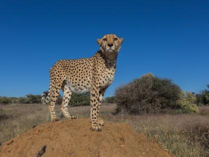 Cheetah1247-Naankuse-Wildlife wide angle