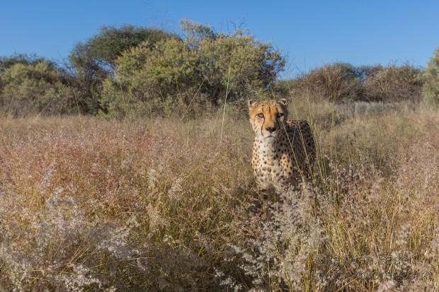 Cheetah1335-Naankuse-Wildlife wide angle