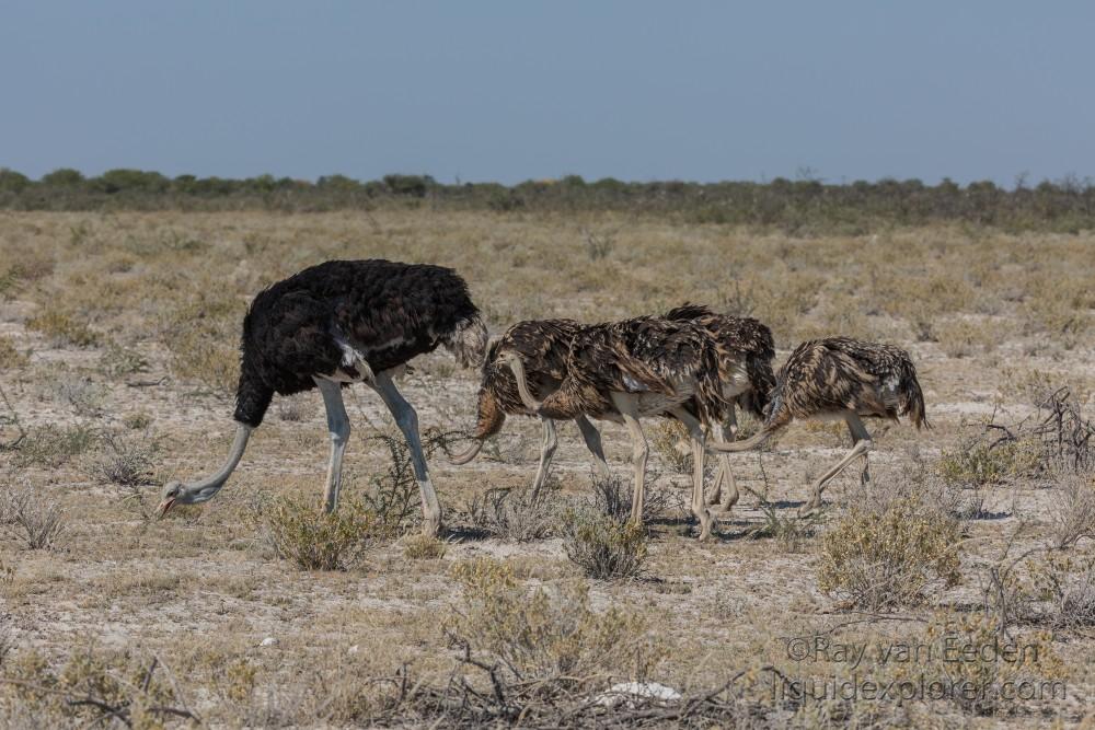 Ostrich -1 – Etosha – Wildlife Wide