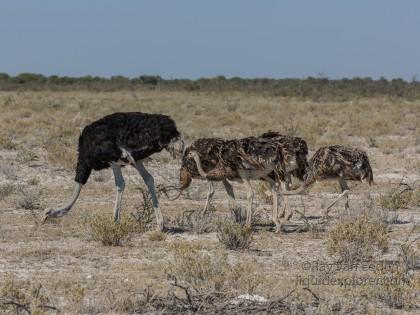 Ostrich -1 – Etosha – Wildlife Wide