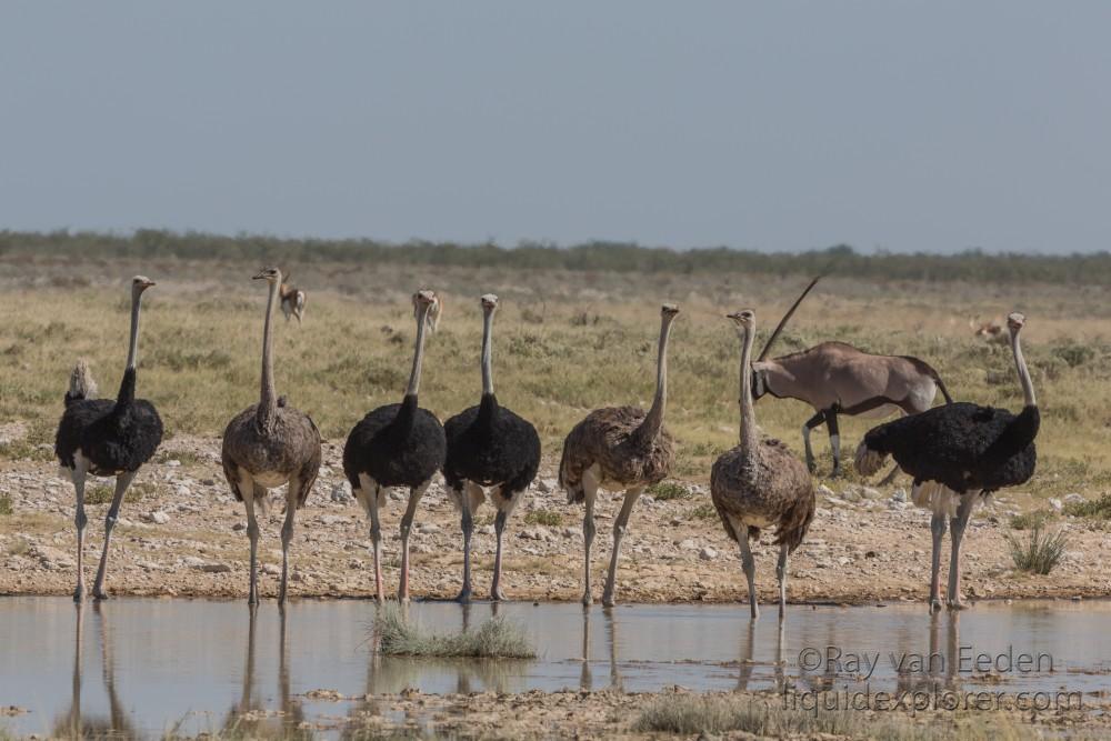 Ostrich -2 – Etosha – Wildlife Wide