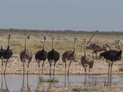 Ostrich -2 – Etosha – Wildlife Wide