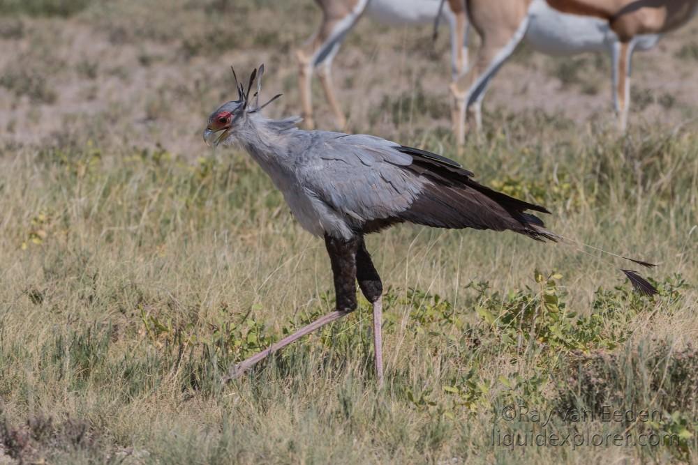 Secretary Bird -1 – Etosha – Wildlife Portrait