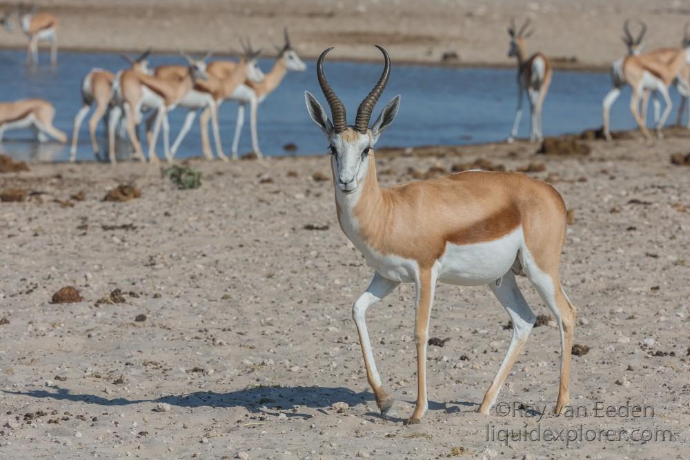 Springbok -1 – Etosha – Wildlife Wide