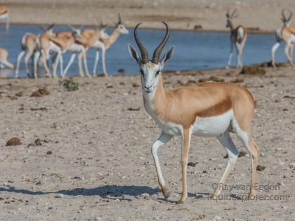 Springbok -1 – Etosha – Wildlife Wide