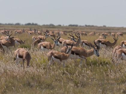 Springbok -2 – Etosha – Wildlife Wide