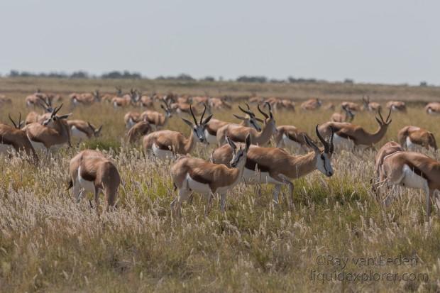 Springbok -2 – Etosha – Wildlife Wide