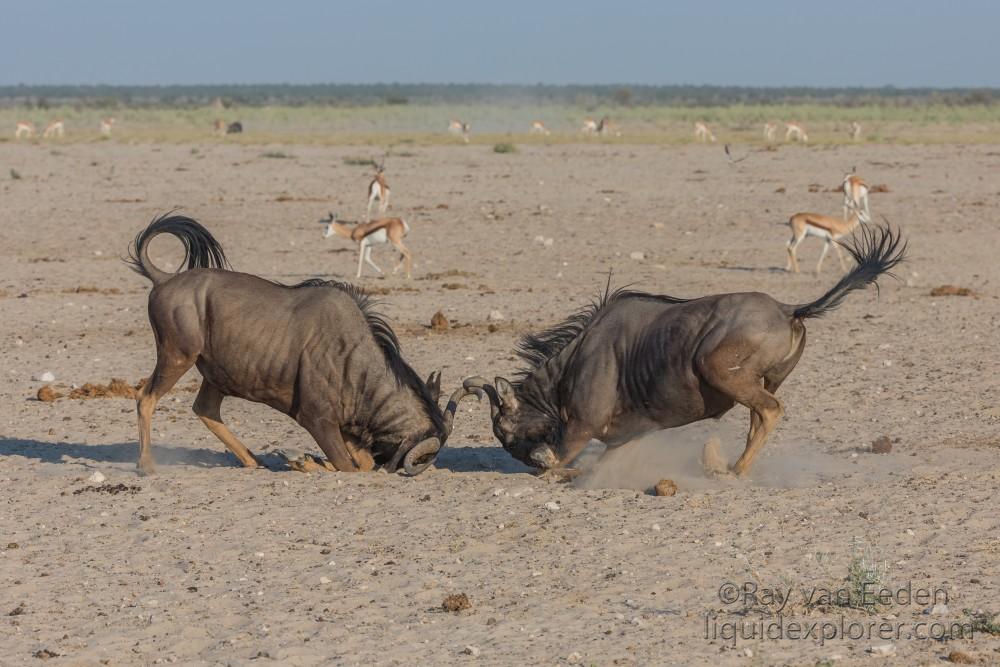 Wildebeest -1 – Etosha – Wildlife Wide