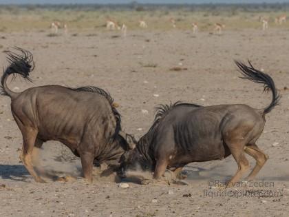 Wildebeest -2 – Etosha – Wildlife Wide