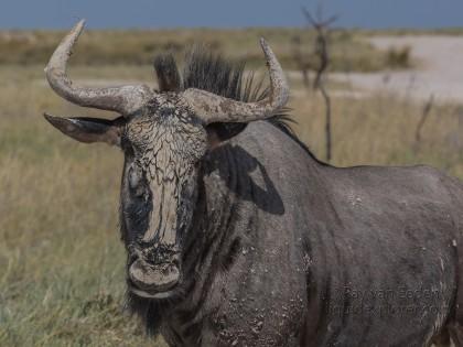 Wildebeest -4 – Etosha – Wildlife Portrait