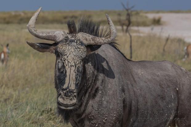 Wildebeest -4 – Etosha – Wildlife Portrait