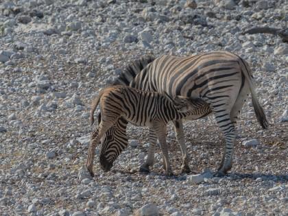 Zebra -1 – Etosha – Wildlife Wide