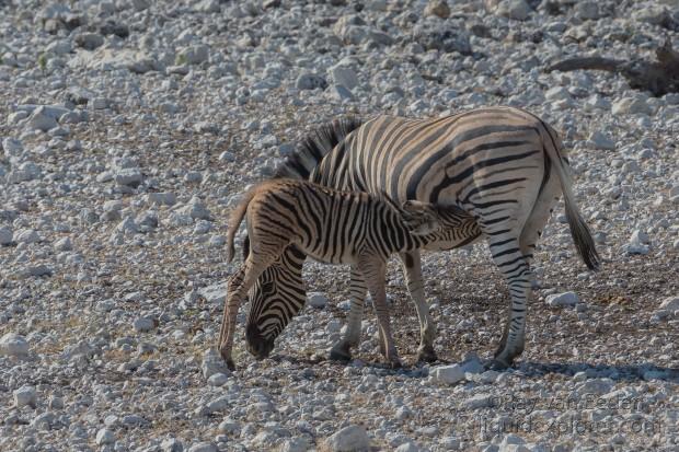 Zebra -1 – Etosha – Wildlife Wide