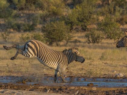 Zebra -10 – Etosha – Wildlife Wide
