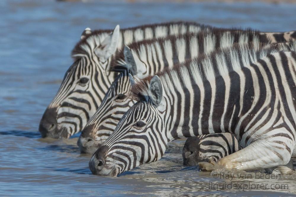 Zebra -11 – Etosha – Wildlife Wide