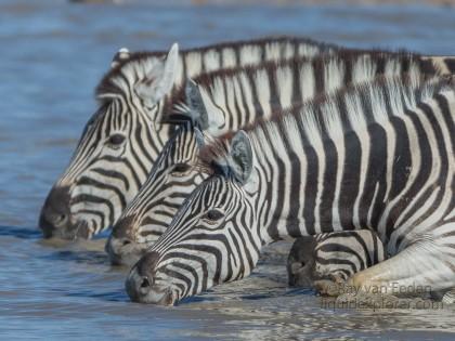 Zebra -11 – Etosha – Wildlife Wide