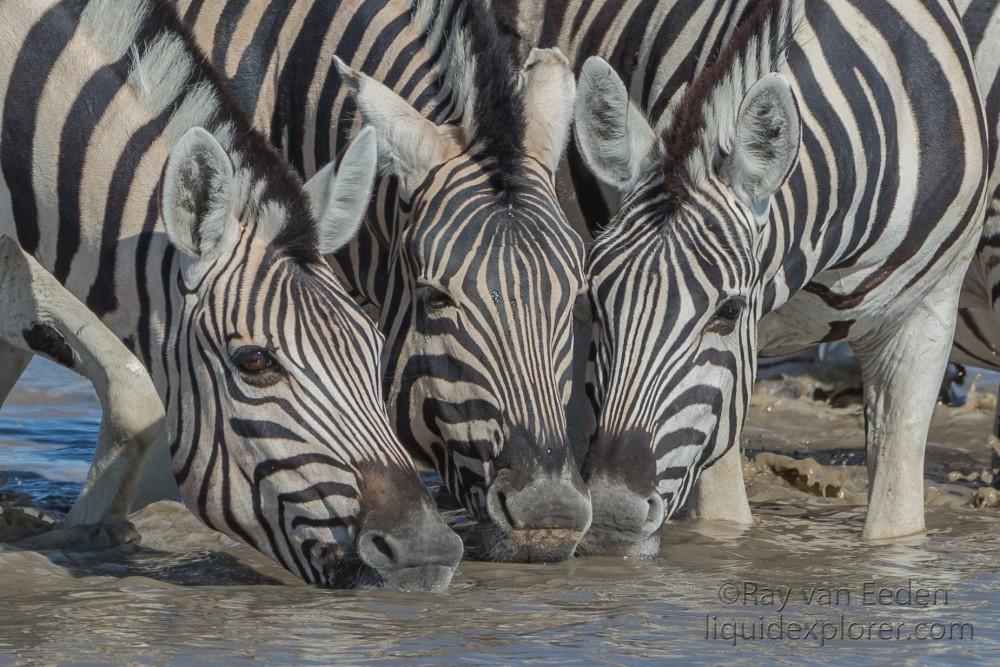 Zebra -12 – Etosha – Wildlife Portrait