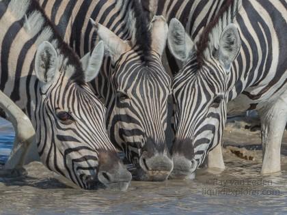 Zebra -12 – Etosha – Wildlife Portrait