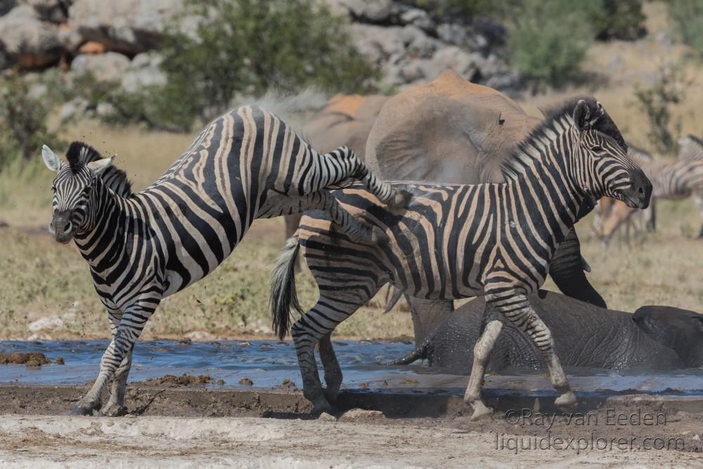 Zebra -13 – Etosha – Wildlife Wide